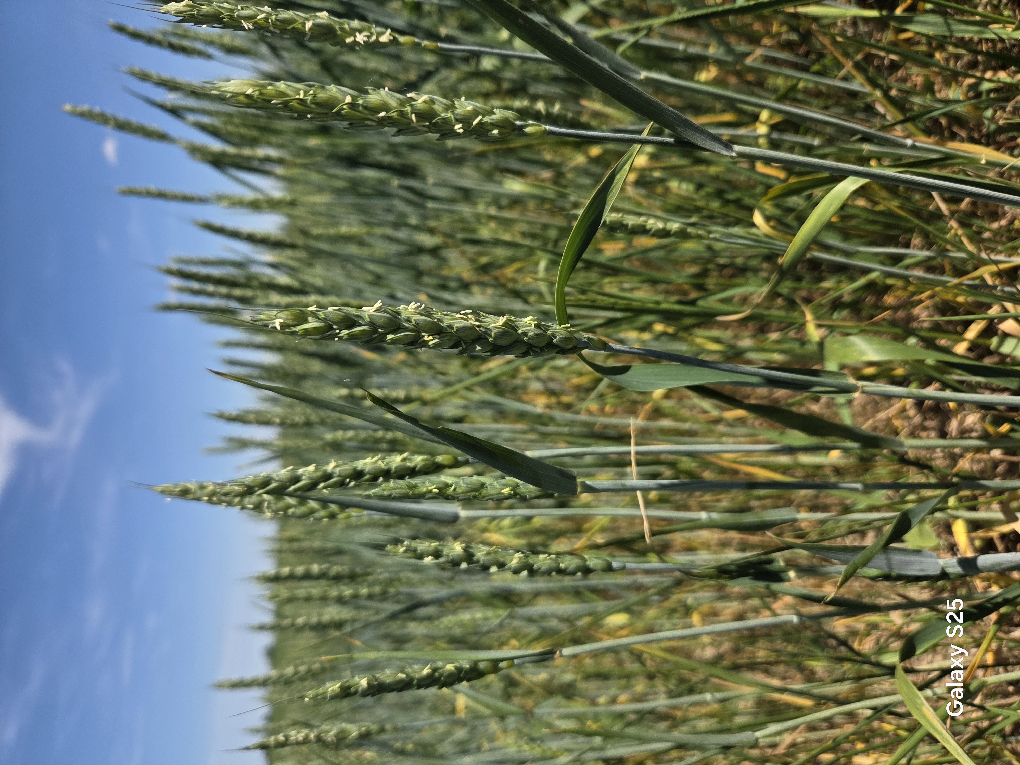 A close up picture of a few wheat plants